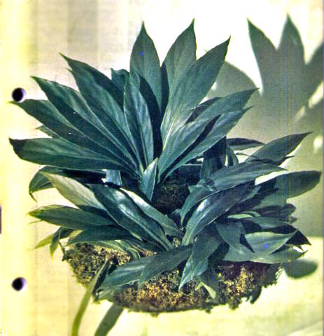 B. herbacea var. herbacea